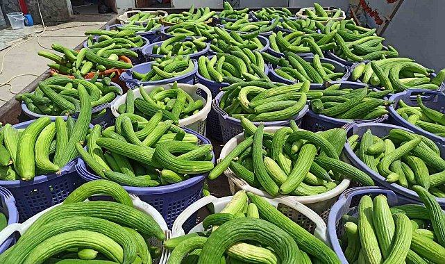 Sarıgöl'de yerli acur hasadına başladı