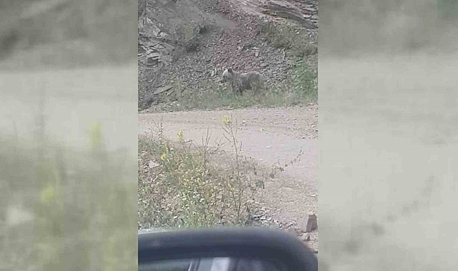 Sinop'ta karnını doyurmaya çalışan ayı görüntülendi