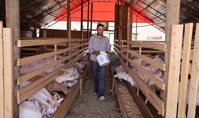 Sivas'ta sokak köpekleri dehşet saçtı