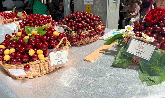 Tekirdağ'da yarım asırdır devam eden festival başladı