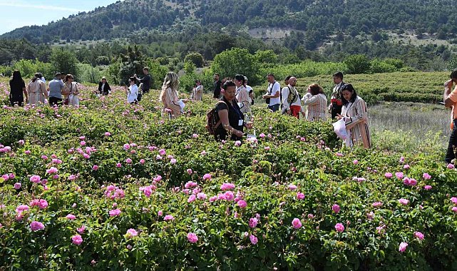 Uluslararası Isparta Gül Festivali gül hasadıyla renklendi