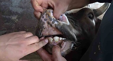Veteriner hekimden kurbanlıklarda yaş ve küpe uyarısı