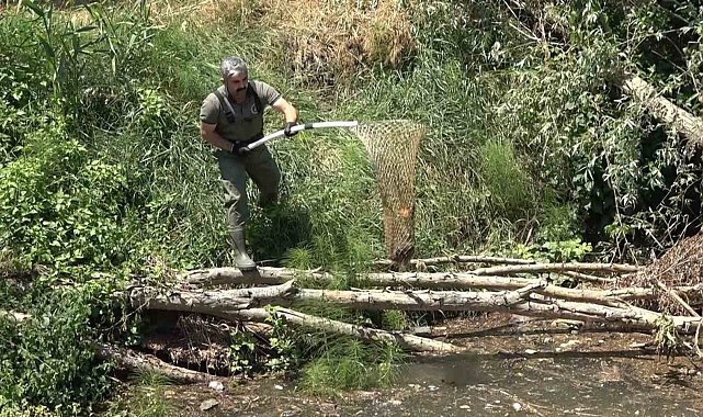 Yalova'da ıslah çalışması yapılan deredeki kaplumbağalar nakledildi
