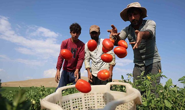 3 bin dönüme domates eken üretici vatandaşlara seslendi: ''Gelin tarladan 8 liraya alın''