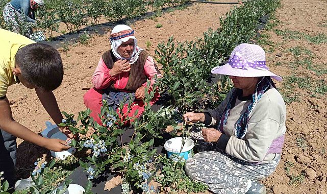 3 yıl önce kurak bir araziye deneme amaçlı ekildi, şimdi köyün geçim kaynağı oldu