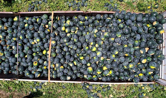 Adana'nın çekirdeksiz karpuzu Avrupa sofralarını süslüyor