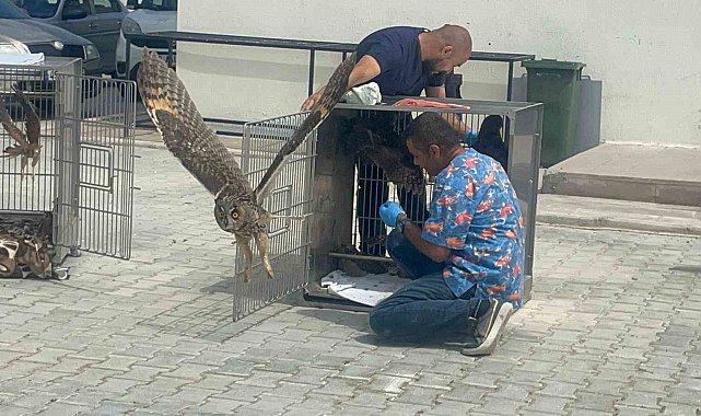 Afyonkarahisar'da tedavileri tamamlanan kuşlar doğaya salındı
