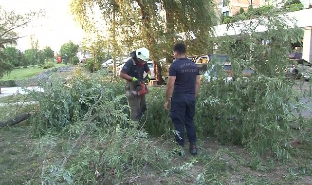 Ataşehir'de araçların üzerine ağaç devrildi