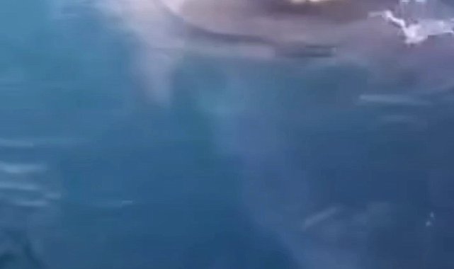 Beykoz sahilinde yunus balıkları görüldü