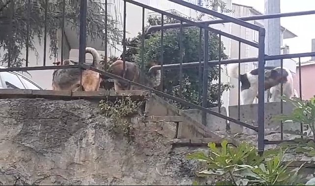 Beykoz'da başıboş köpeklere müdahale etmeyen Beykoz Belediyesi'ne mahalleliden tepki