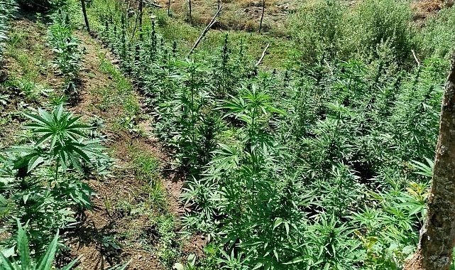Bingöl'de kenevir ve skunk ele geçirildi