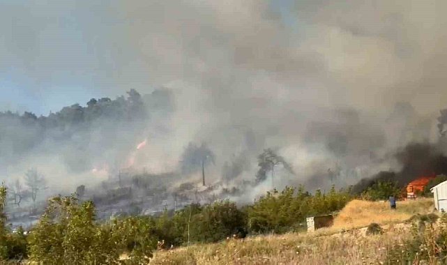 Bursa'da orman yangını