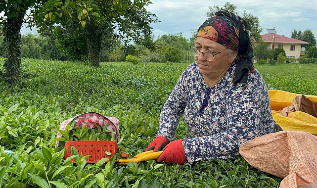 ÇAYKUR tarafından kuru çaya yüzde 22 zam yapıldı