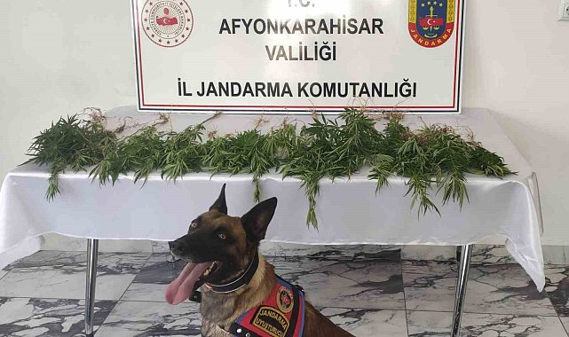 Çiftlik evine kenevir baskını