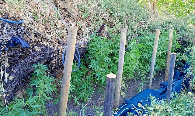 Çine'de uyuşturucu operasyonu: 1 tutuklama