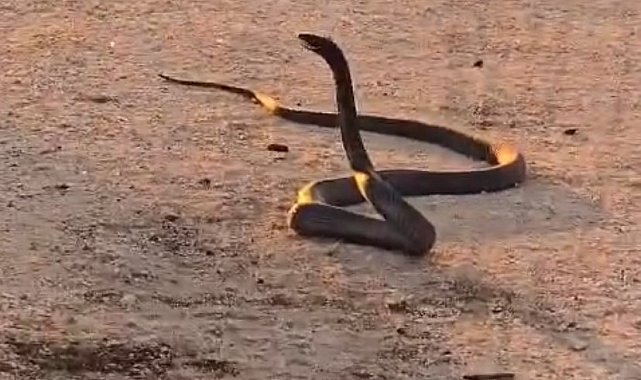 Diyarbakır'da yolun ortasında yaklaşık 2 metre boyunda yılanlar görüldü