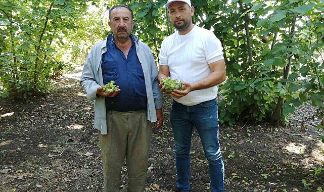 Fındık bahçelerinde kahverengi kokarca artışı