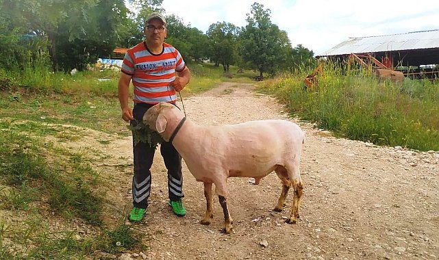 Hisarcık'taki üretici canlı ağırlığı 150 kilo gelen Merinolandschaf cinsi koç yetiştirdi
