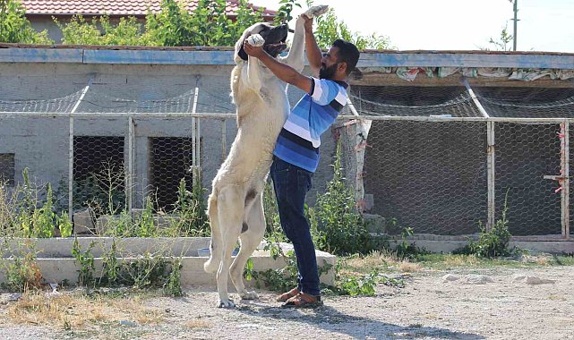 İri cüssesiyle nam salan Aksaray Malaklısı insan boyunu geçiyor