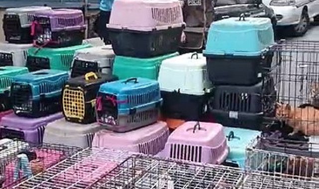 İstanbul'da akıl almaz olay: Sözde hayvansever kadın 85 kediyi ölüme terk etti