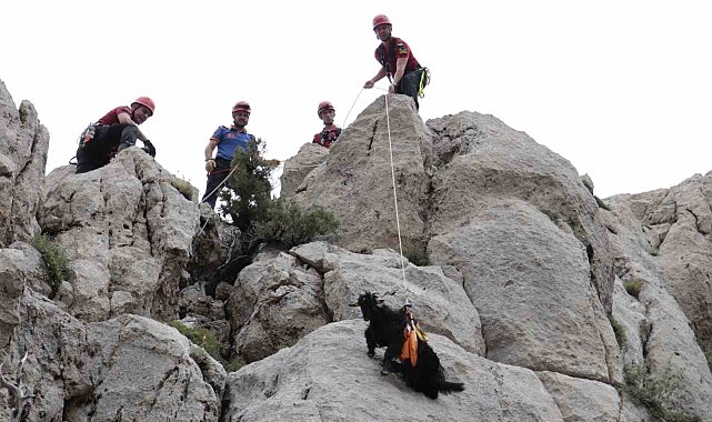 Kayalık alanda mahsur kalan 6 keçi ekiplerce kurtarıldı