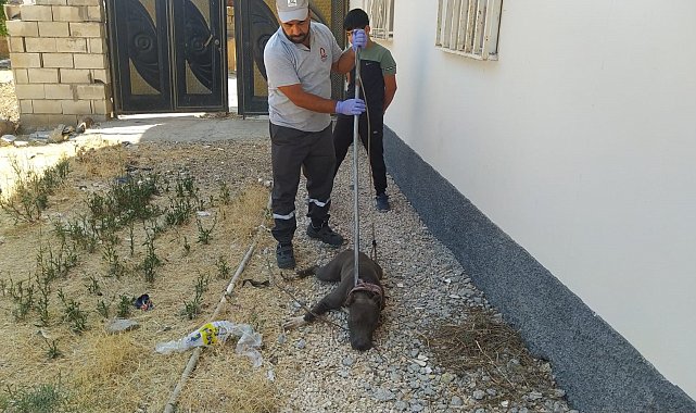 Kızıltepe'de evin bahçesine giren pitbull cinsi köpek korkuttu