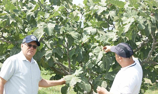 Kuyucak'ta incir bahçelerinde hastalık ve zararlı kontrolü yapıldı
