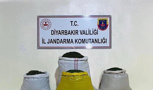 Lice'de 170 bin 500 kök kenevir bitkisi ele geçirildi