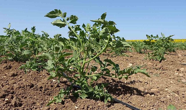 Meşhur Çanakkale domates fideleri toprakla buluştu