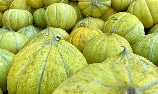 Meşhur Kızılırmak kavunu tezgahlarda yerini aldı