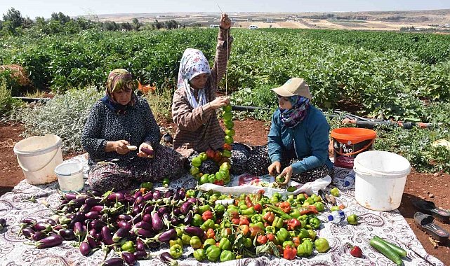 Patlıcan ve biberler kadınların elinde Gaziantep'in tescilli lezzeti 'kurutmalık' oluyor