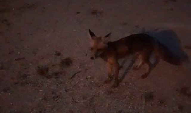 "Tavuk yok" dediği tilkiyi makarna ile besledi