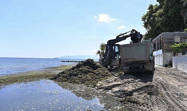 Sahilde temizlik çalışması: Kepçeyle toplanan yosunlar kamyonlara dolduruldu