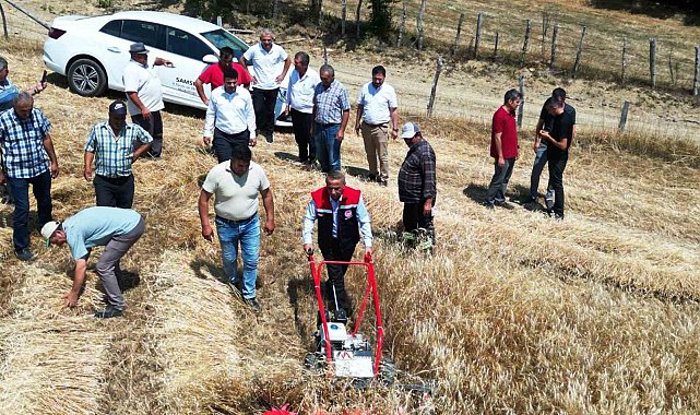 Samsun'da organik buğday hasadı ve hasat makinesi dağıtımı