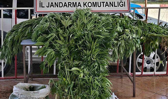 Siirt'te uyuşturucu operasyonu