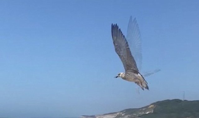 Sinop'ta tedavisi tamamlanan martılar doğaya salındı
