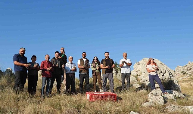 Sivrihisar'da 600 adet kınalı kekliğin doğaya salımı gerçekleştirildi