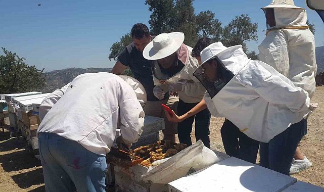 Söke'de Arıcılık Kursu uygulama eğitimleri sürüyor