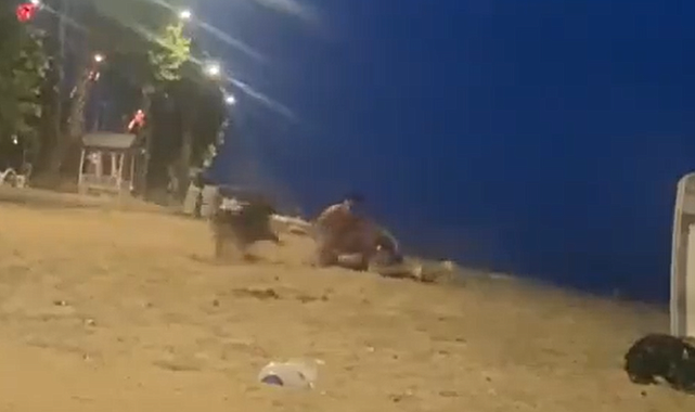 Yalova'da sahilde güreş antrenmanı yapan genci köpek ısırdı