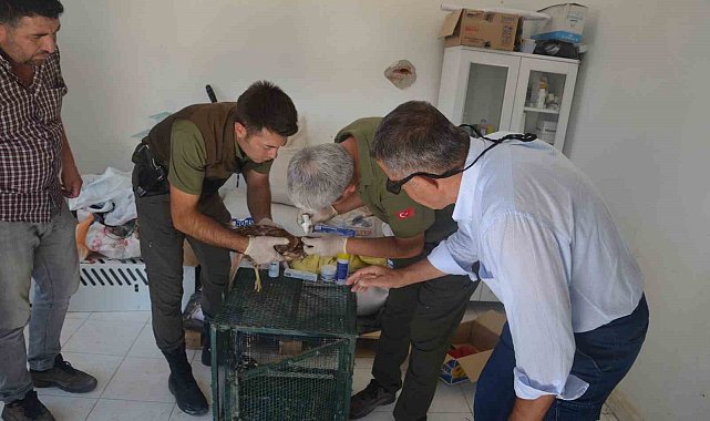 Yaralı kızıl şahin tedavi altına alındı