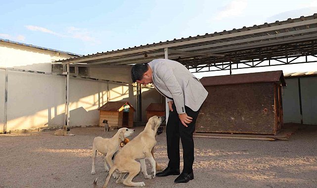 Yeni hayvan kasabası yapılacak