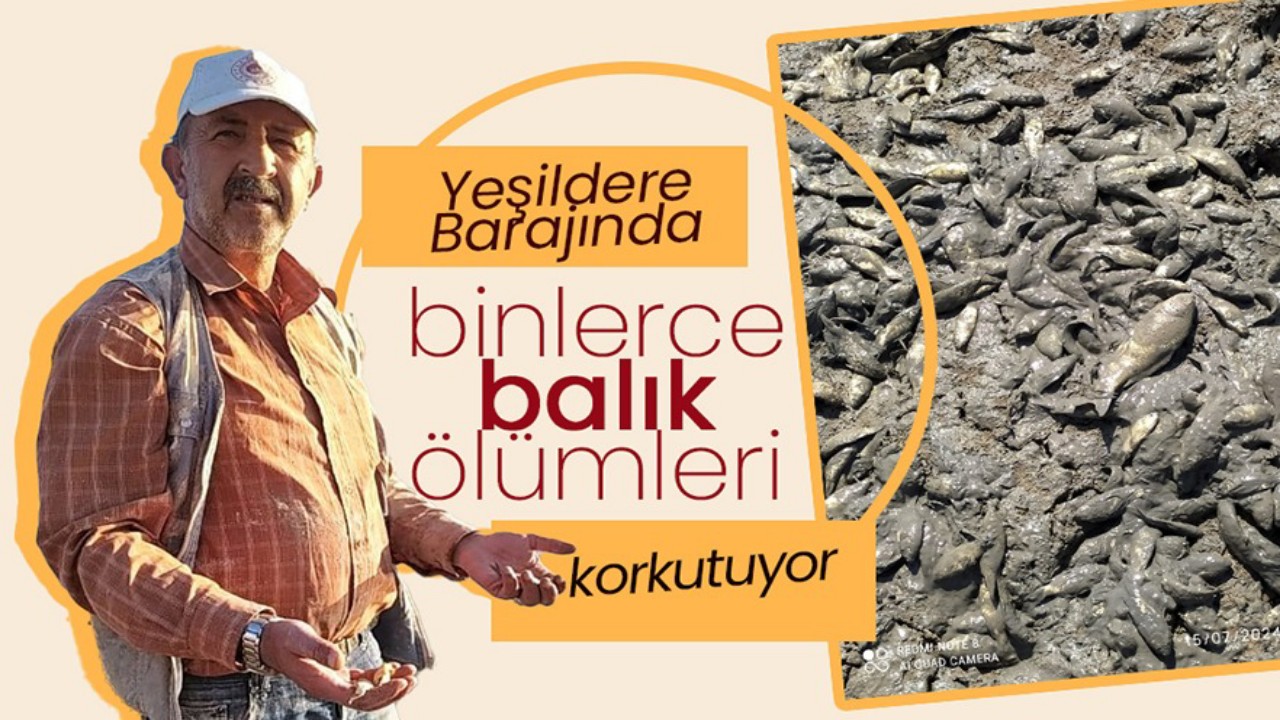 Yeşildere Barajında Su Çekildikçe Binlerce Balık Ölüme Terk Edildi