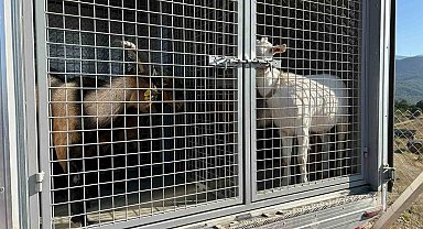 2 gündür sulama göletinde mahsur kalan 6 küçükbaş hayvan ve bir köpek itfaiye ekiplerince kurtarıldı