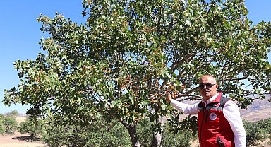 'Sivas'ta yetişmez' denilen ürünler meyvelerini verdi, Antep fıstığı Sivas'ı sevdi