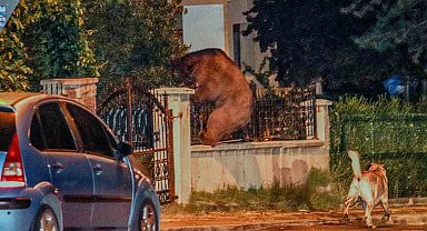 Aç kalan ayı başkentte şehre indi