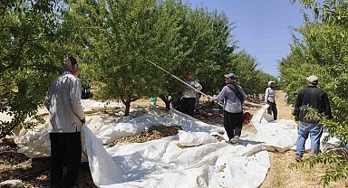 Adıyaman'da badem hasadı başladı