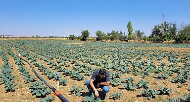 Afyonkarahisar'da brokoli alanları incelendi