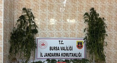 Ahırında uyuşturucu yetiştirdi, jandarmadan kaçamadı