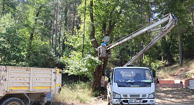 Alanya Belediyesi'nden doğa mirası ağaçlara bakım ve rehabilitasyon