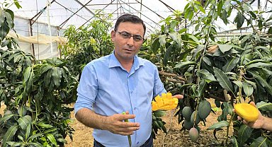 Alanya'da mango hasadı başladı